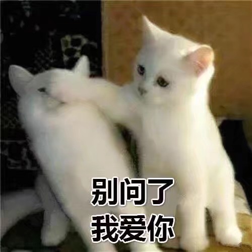 猫咪表情包