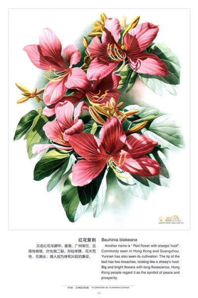 曾孝濂《中国云南百花图》插画 植物 手绘