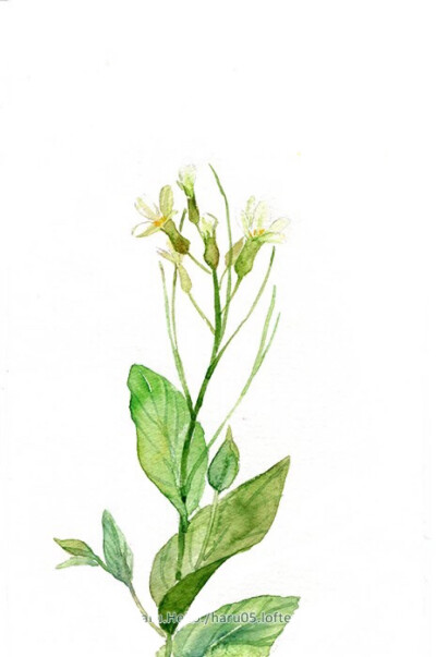 365天生日花语 每日一花 堆糖 美图壁纸兴趣社区