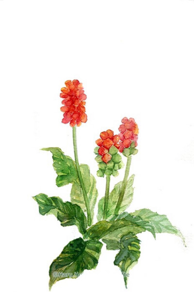 365天生日花语 每日一花 堆糖 美图壁纸兴趣社区