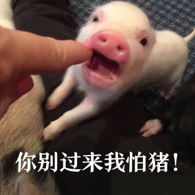 猪猪跑步表情包