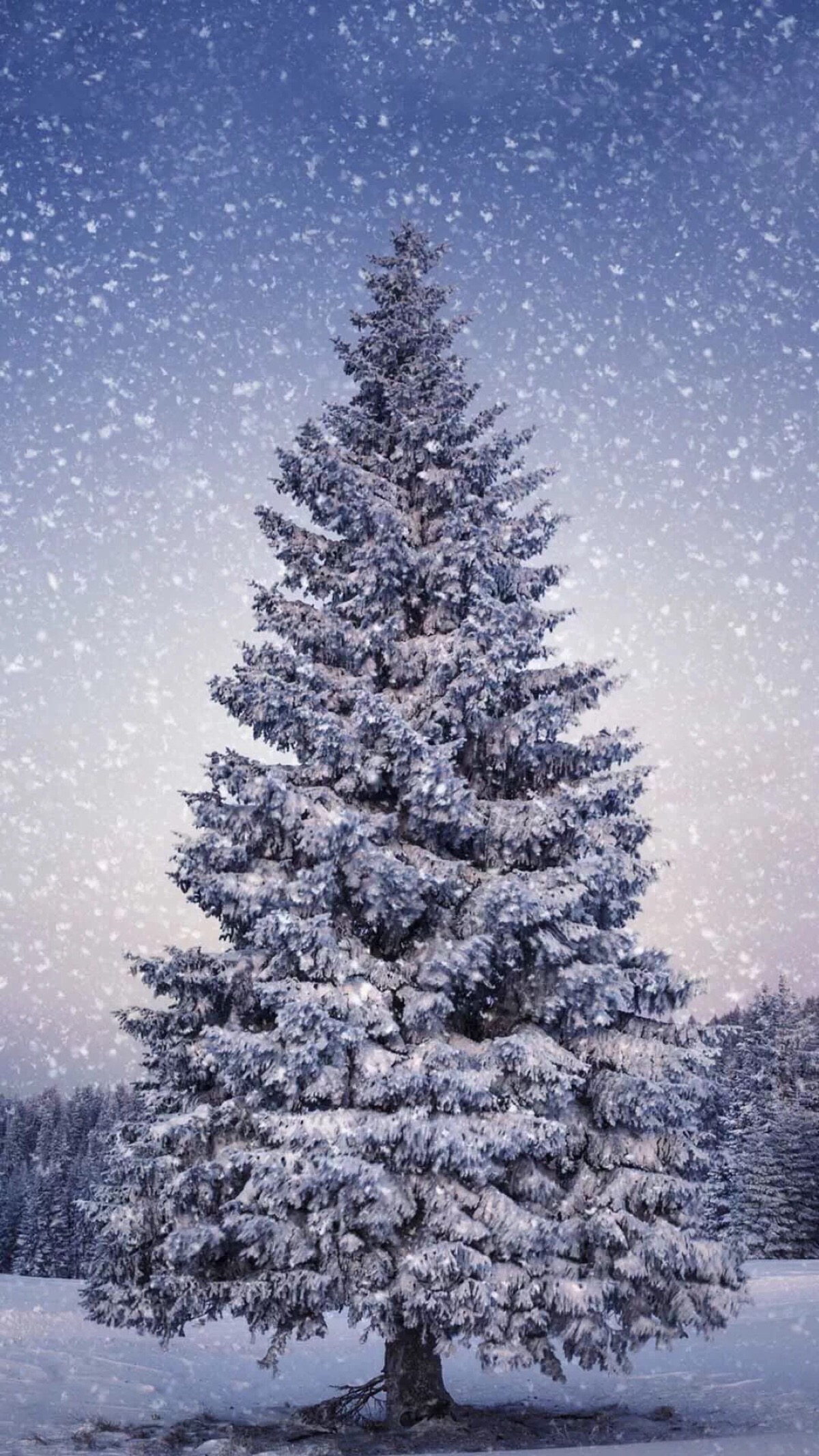 冬季雪地雪松树林图片摄影图__自然风景_自然景观_摄影图库_昵图网nipic.com