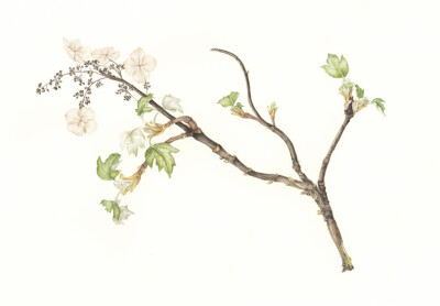 水彩绣球花鸟 堆糖 美图壁纸兴趣社区