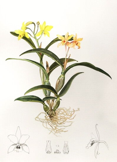 laeliocattleya,"orgladmandarin"金兰花水彩画和铅笔 2014苏茜·韦伯