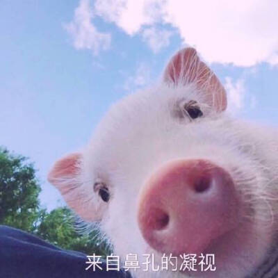 猪猪跑步表情包