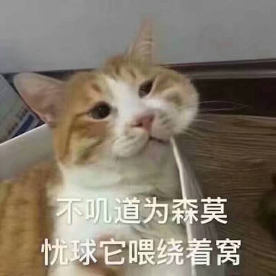 猫咪表情包不知道为什么 忧愁他围绕着我