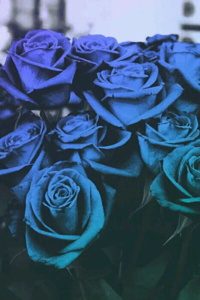 『一花一叶一世界』蓝色妖姬,蓝玫瑰,唯美意境,小清新植物壁纸绿色的