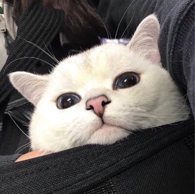 异瞳猫星人