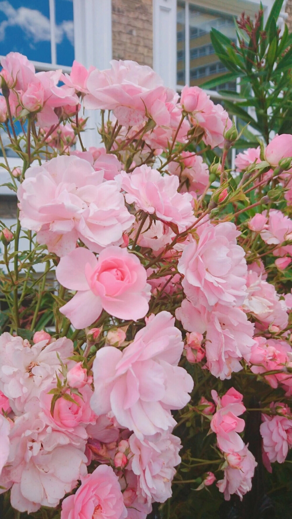 粉色 花朵 壁纸