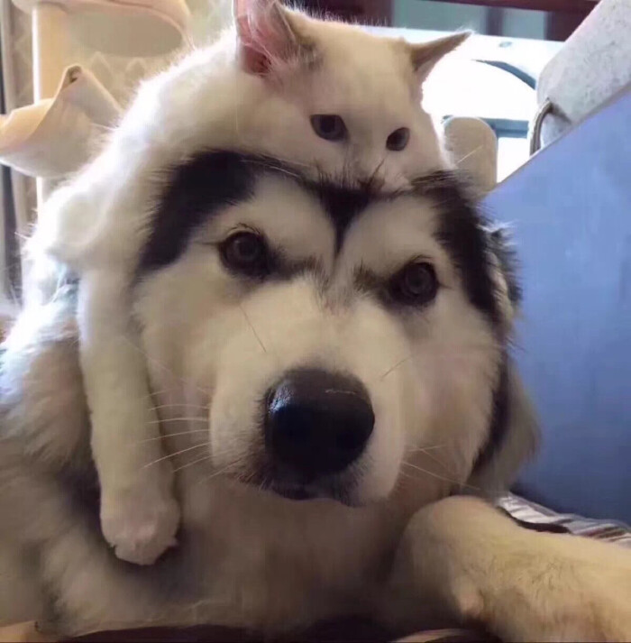 猫和狗 