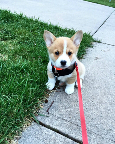 柯基犬