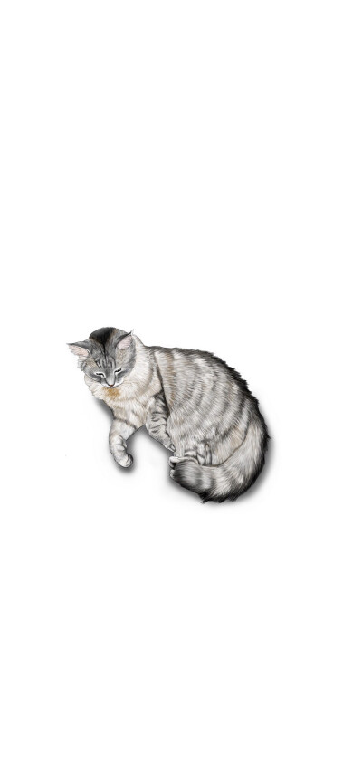 iphone x猫咪壁纸