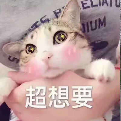 猫表情包可爱 就说你给不给买吧