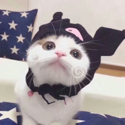 猫咪情头