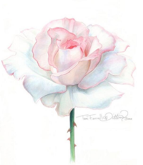 粉白色的玫瑰花简单彩铅花朵图片欣赏
