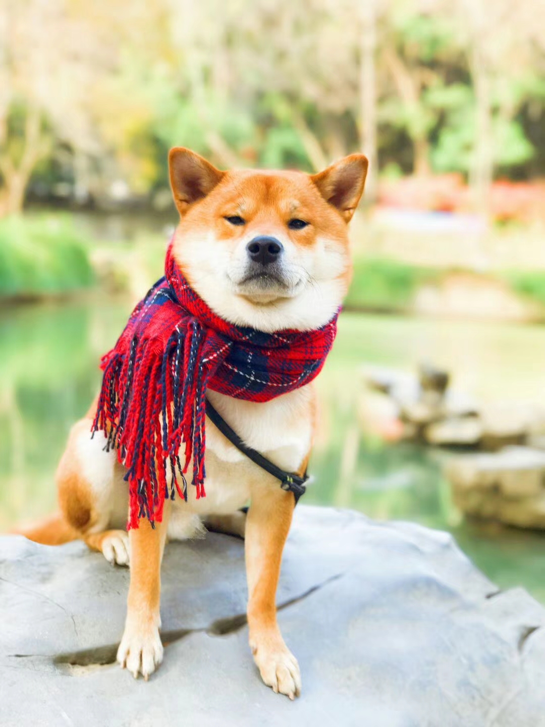 这是我现在的手机壁纸淡定柴犬