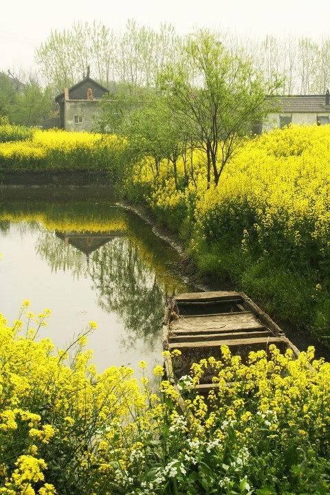 油菜花 - 堆糖,美图壁纸兴趣社区