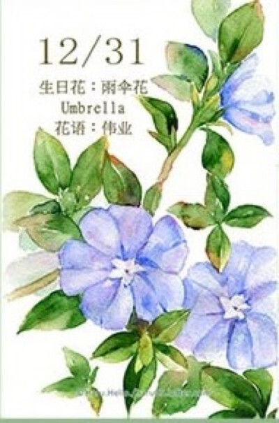 生日花 12月31日 雨伞花 花语:伟业