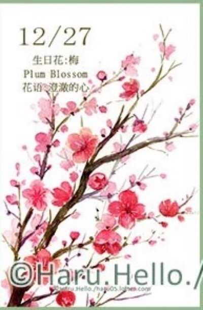 生日花 12月27日 梅 花语:澄澈的心