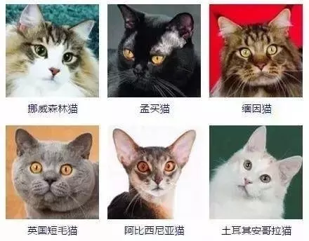 猫咪品种5