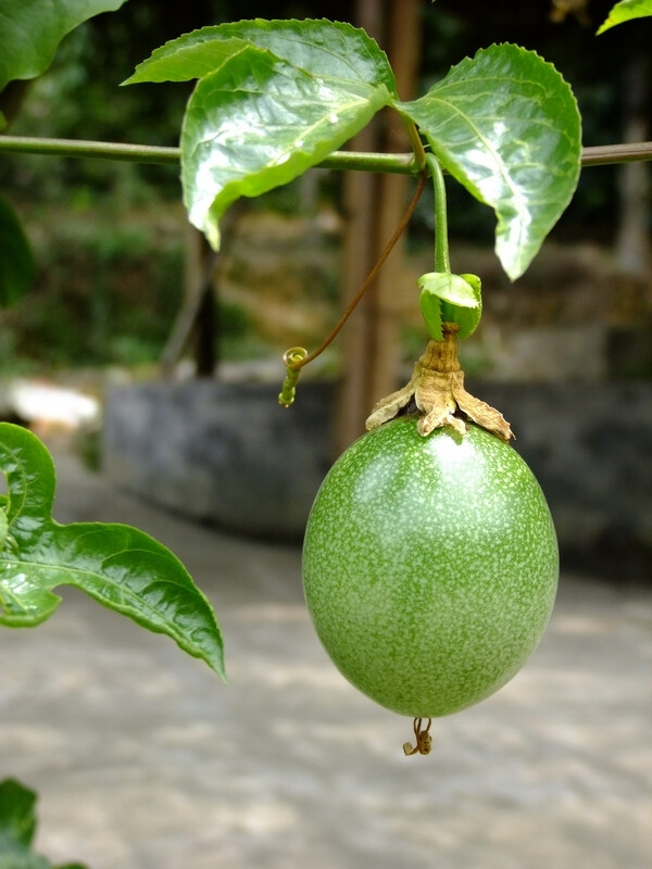 西番莲果,为多年生常绿攀缘木质藤本植物,是一种芳香可口的水果,有"