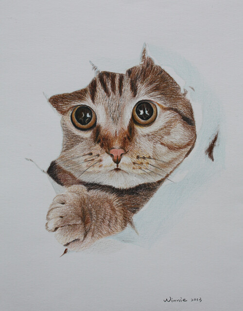 动物 插画 彩铅 猫咪