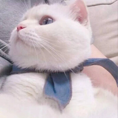 猫咪情头