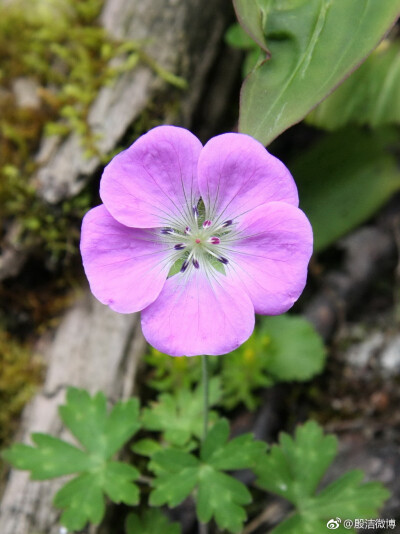 甘青老鹳草（学名：Geranium pylzowianum）为牻牛儿苗科老鹳草属的植物。分布于尼泊尔以及中国大陆的陕西、云南、西藏、四川、甘肃、青海等地，生长于海拔2,500米至5,000米的地区，常生长在亚高山、山地针叶林缘草地…