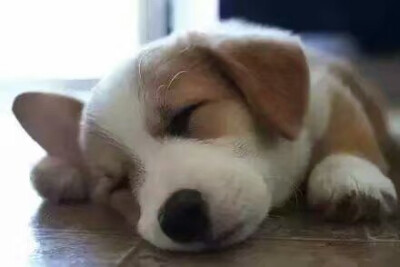 熟睡中的小狗狗,都像小天使般美丽!