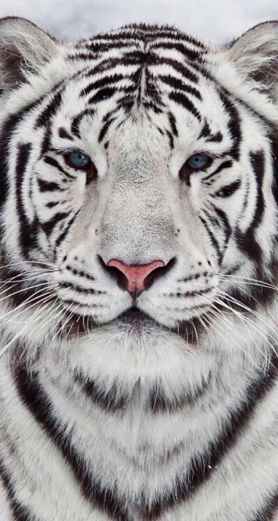 自然 动物 白老虎 壁纸