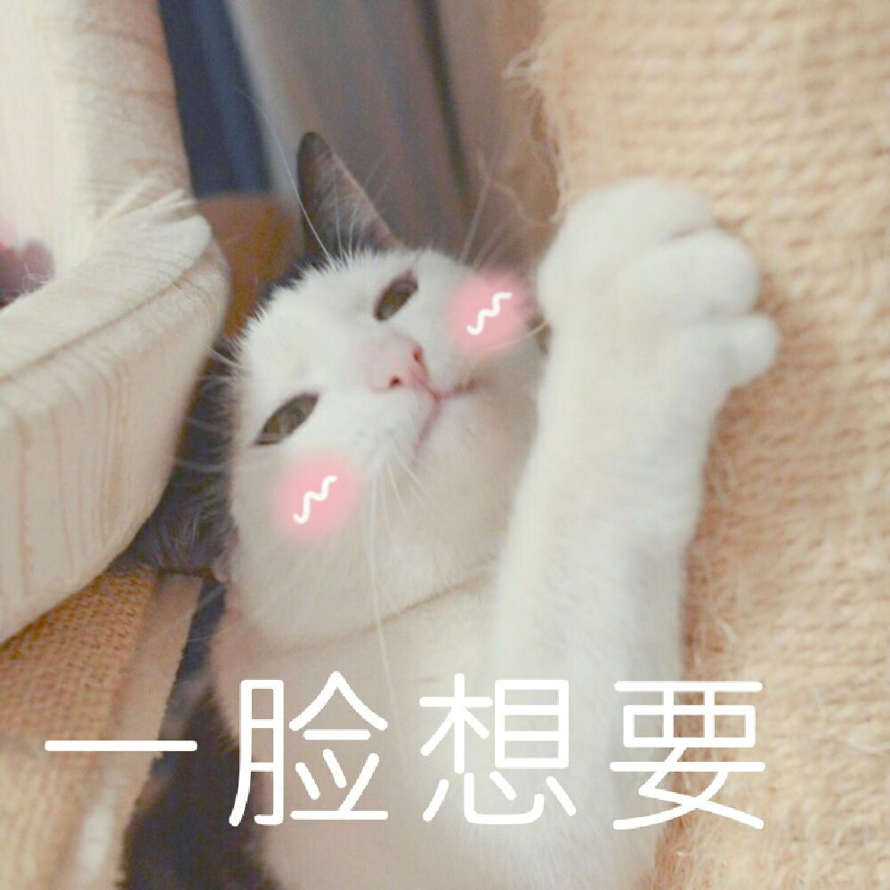 敲可爱猫咪表情包