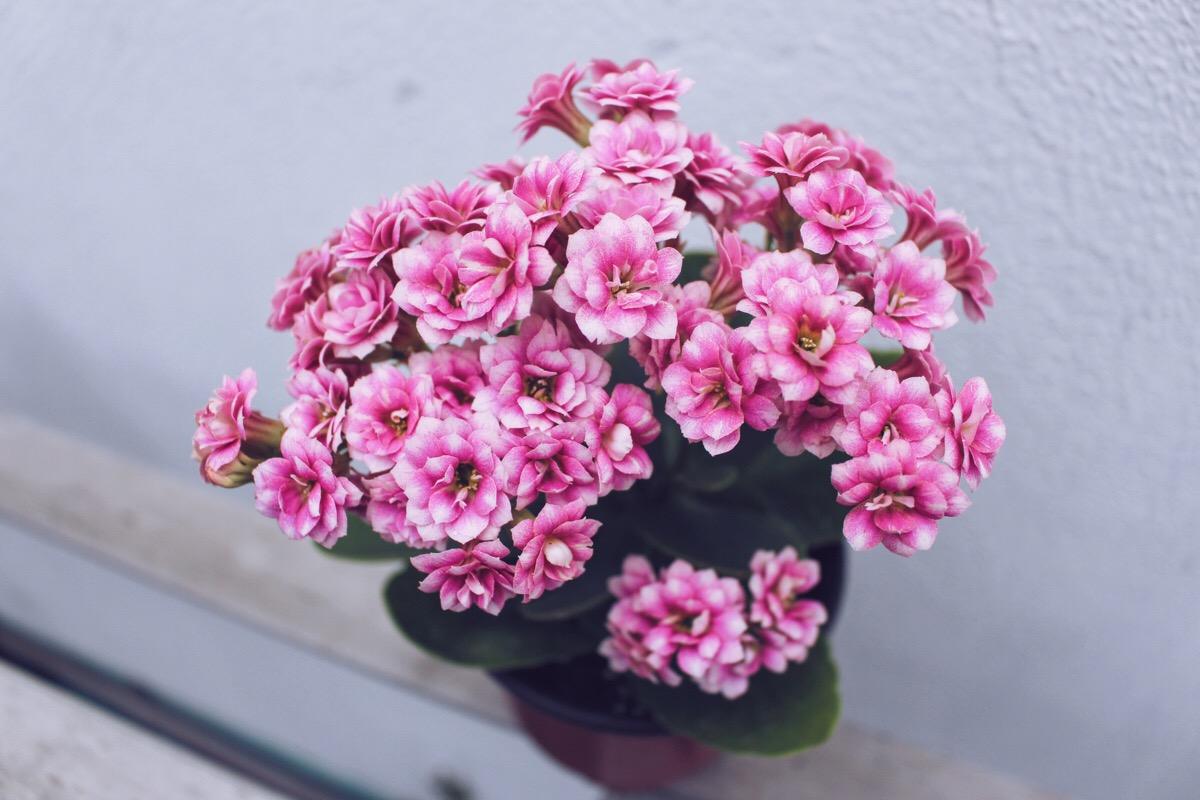 长寿花(kalanchoe . )景天科,伽蓝菜属植物.原产东非马达加斯加岛.