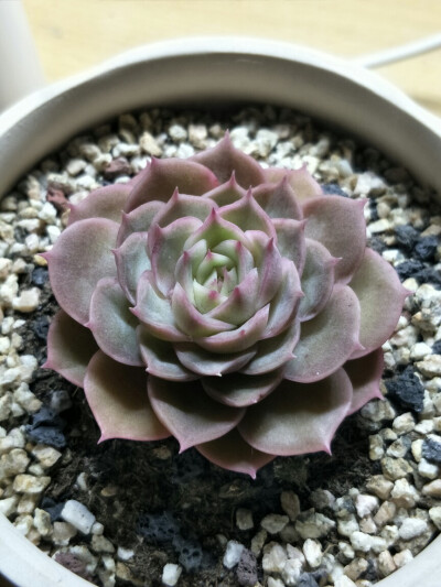 昂斯诺多肉