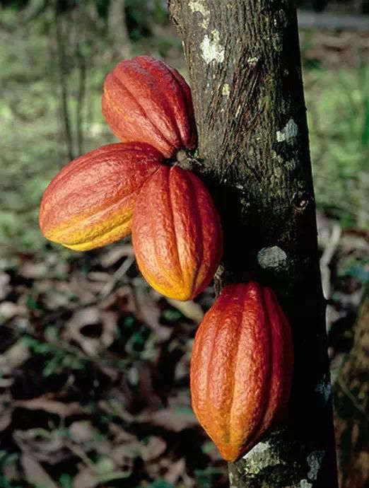 来至于可可树的巧克力系列这种长于树干上的果实它就是可可