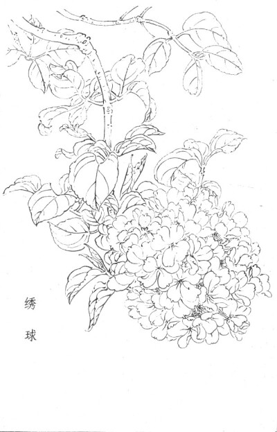 白描画