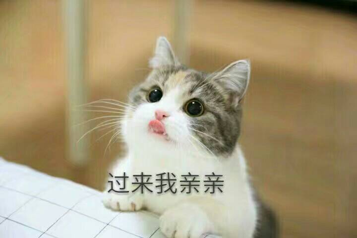 猫咪 可爱 软妹 表情包"过来我亲亲" by卿似酒