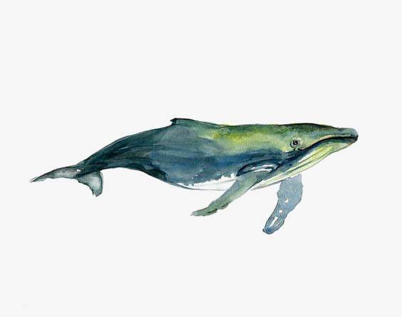 水彩鲸鱼