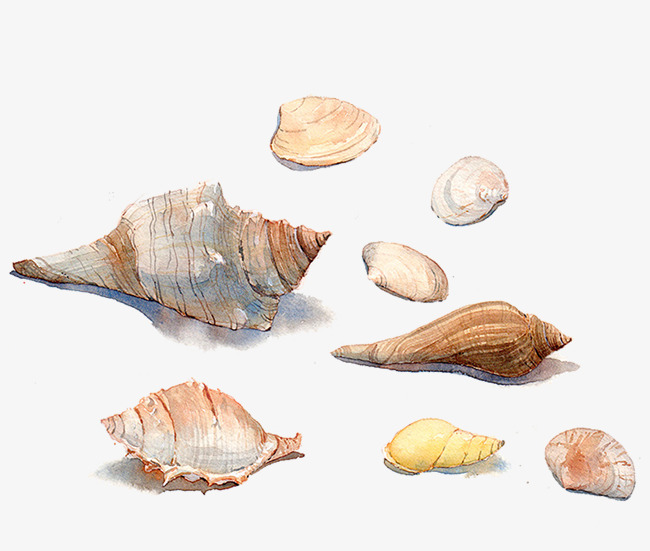 手绘水彩海螺贝壳素材