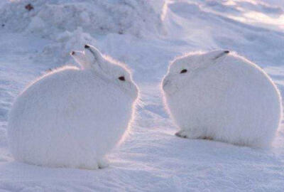 北极兔:我站起来将会刷新你对高度的看法.(")