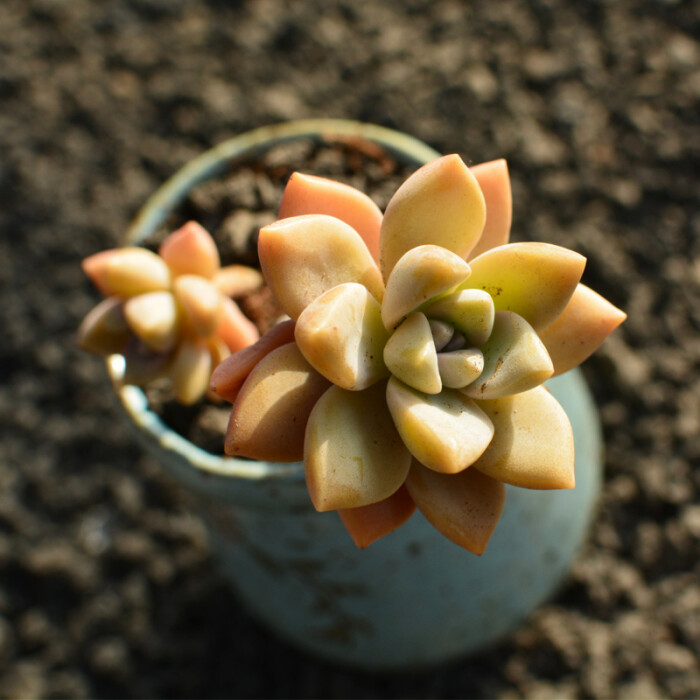 淡雪多肉植物莲韩国进口多肉实生粉色系粉嘟嘟果冻色云南植物 堆糖 美图壁纸兴趣社区