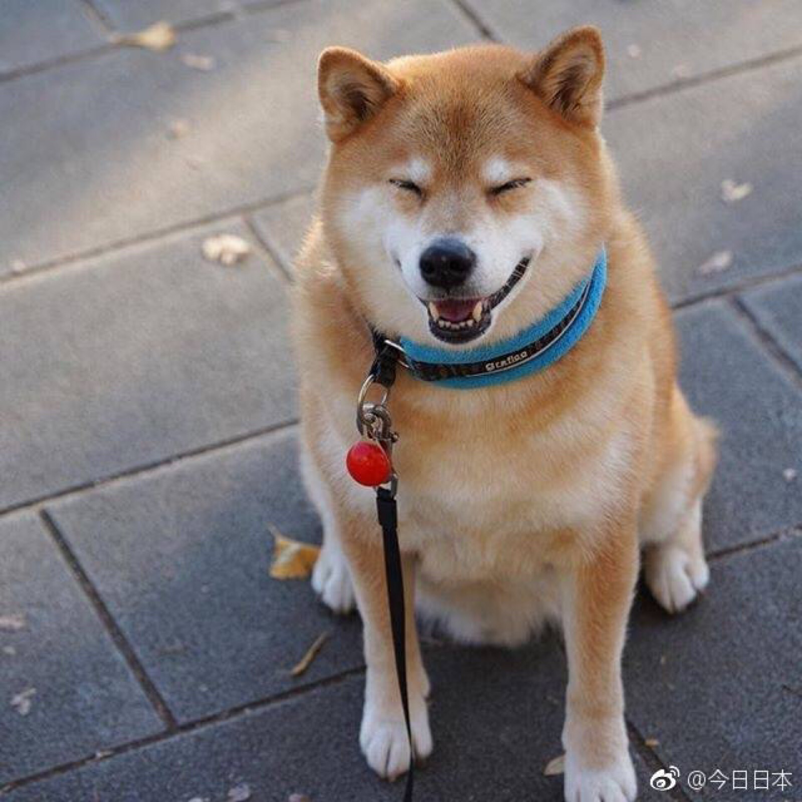 柴犬