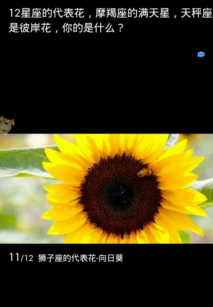 十二星座个代表的花 堆糖 美图壁纸兴趣社区