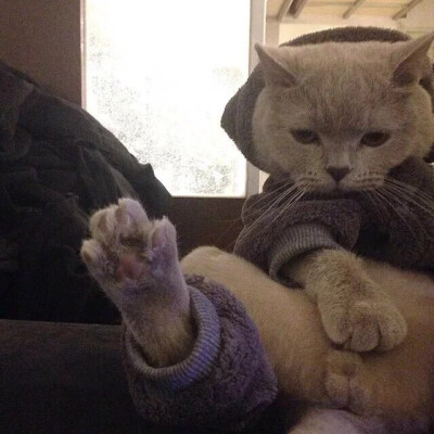猫 吸猫 头像 表情包 可爱 撸猫墙qq:18589700