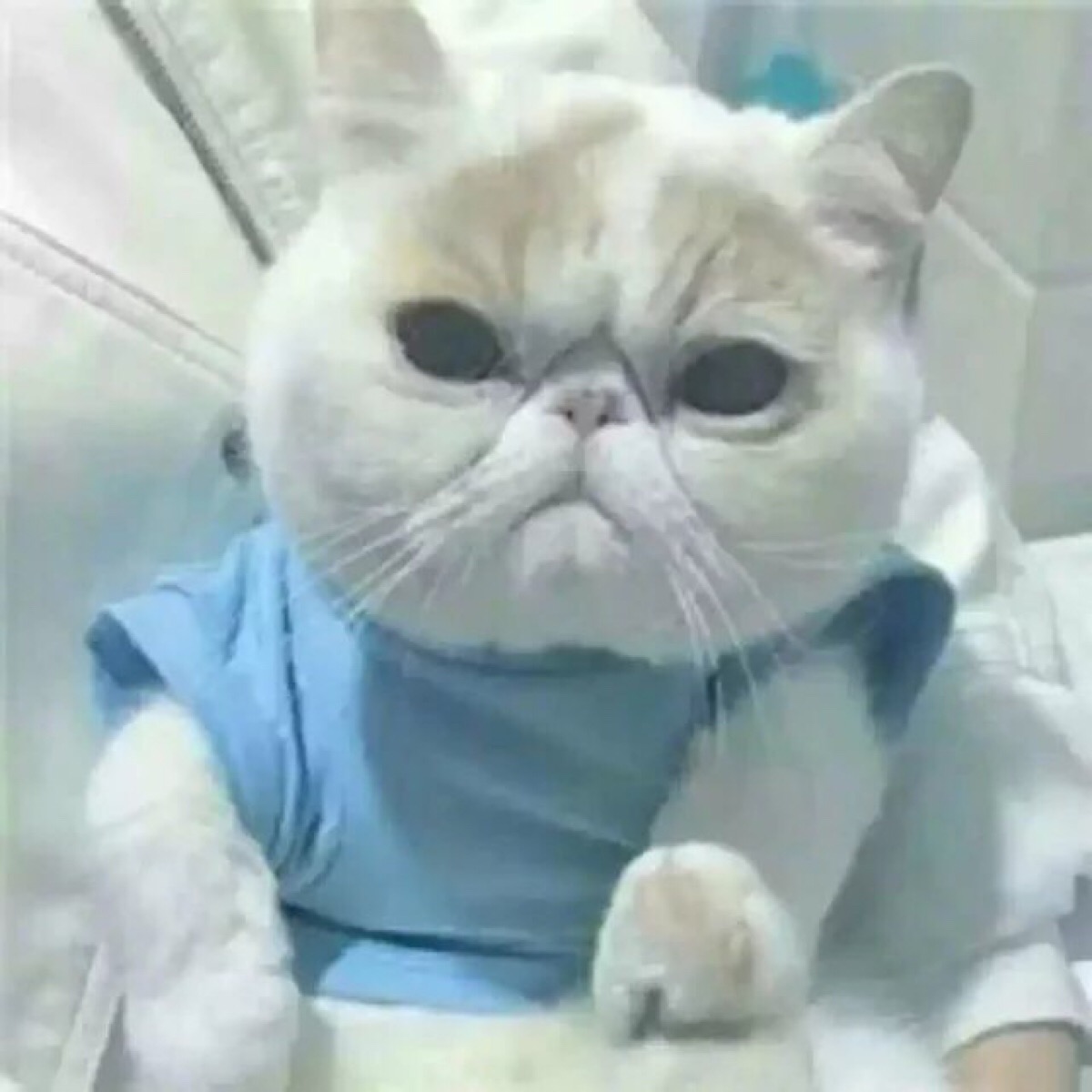 猫 吸猫 头像 表情包 可爱 撸猫墙qq:18589700