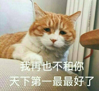 橘猫哭泣表情包