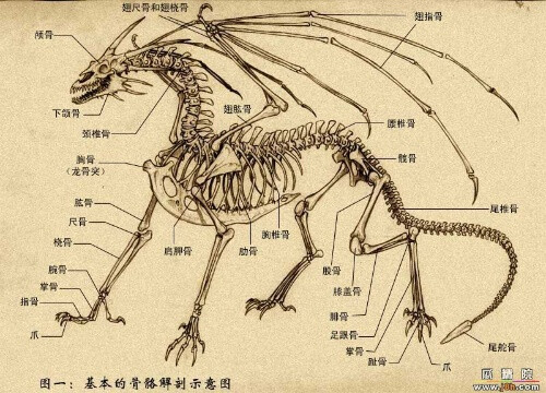 西方龙骨骼图