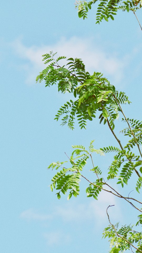 小清新背景图壁纸自制