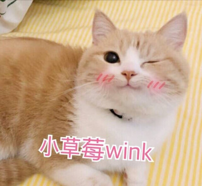 bobi:小草莓wink