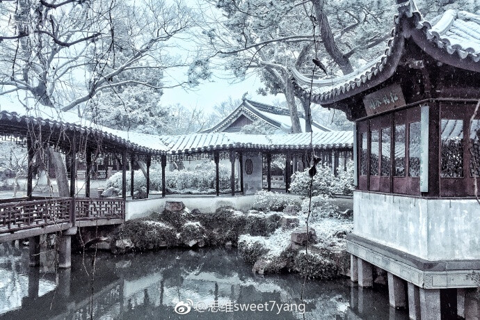 期待已久的冬雪,终于如愿了@新浪江苏旅游 …