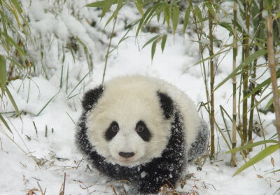 熊猫 爱玩雪的小团子